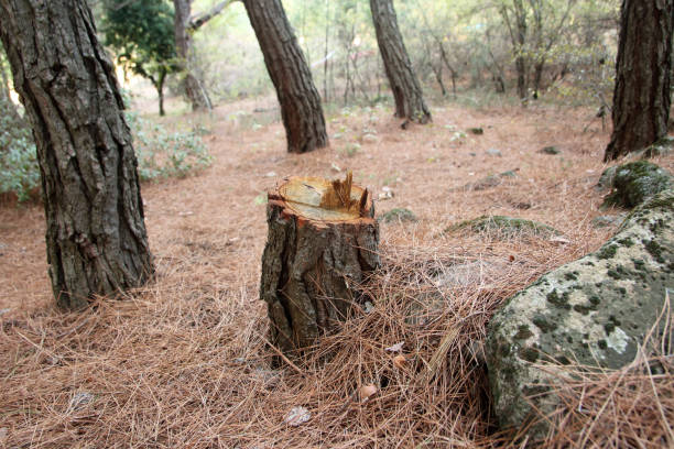Best Commercial Tree Services  in South Fulton, TN