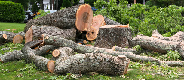 Best Fruit Tree Pruning  in South Fulton, TN