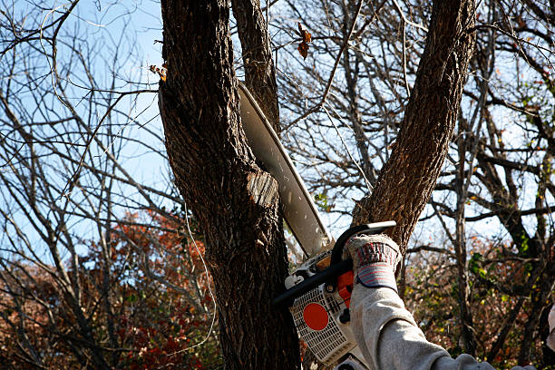 Best Tree Risk Assessment  in South Fulton, TN