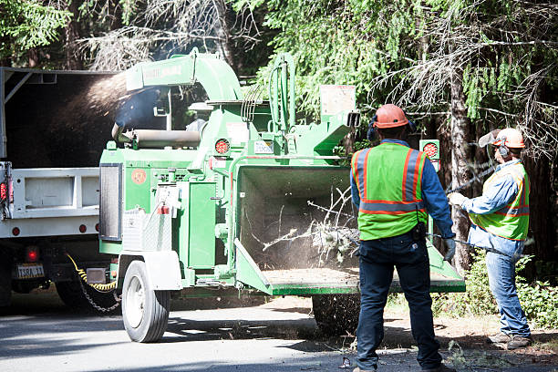 Reliable South Fulton, TN Tree Care Solutions